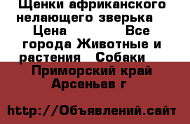 Щенки африканского нелающего зверька  › Цена ­ 35 000 - Все города Животные и растения » Собаки   . Приморский край,Арсеньев г.